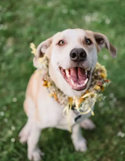 Shelter dog